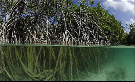 Los manglares son árboles muy tolerantes a las sales existentes en las zonas cercanas a la desembocadura de cursos de agua dulce en latitudes tropicales y subtropicales. No solo tienen una función de protección de la vegetación y la fauna, también contribuyen a mitigar los efectos del cambio climático al ser capaces de absorber y almacenar CO2 en sus raíces. Los manglares también ayudan a frenar el desgaste y la erosión de los suelos, evitando así que se acumulen sedimentos en las playas.