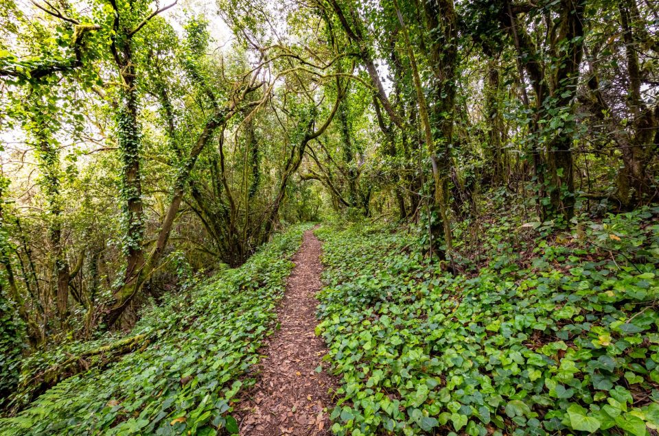 Canarias restaura sus bosques para compensar su huella de carbono